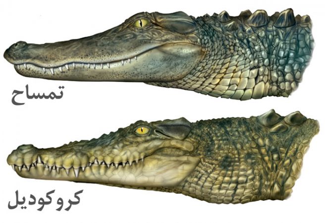 تفاوت کروکودیل و تمساح