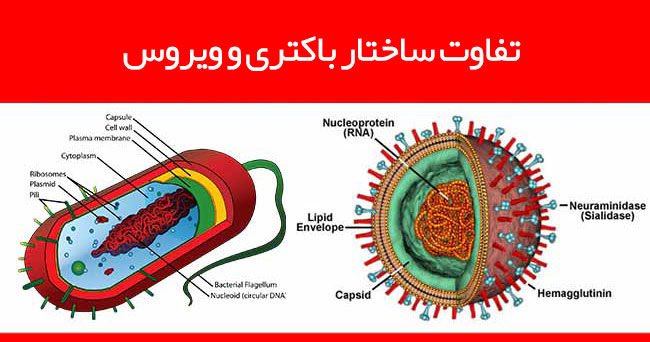 فرق ویروس با باکتری