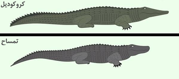 تفاوت سایز تمساح با کروکودیل