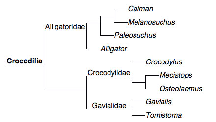 تفاوت تمساح و کروکودیل