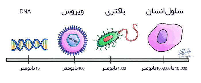 تفاوت بین ویروس و باکتری در اندازه