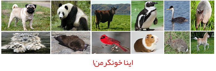 حیوانات خونگرم