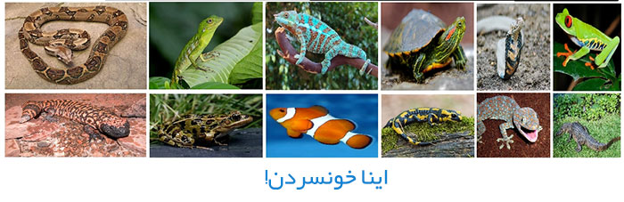 حیوانات خونسرد