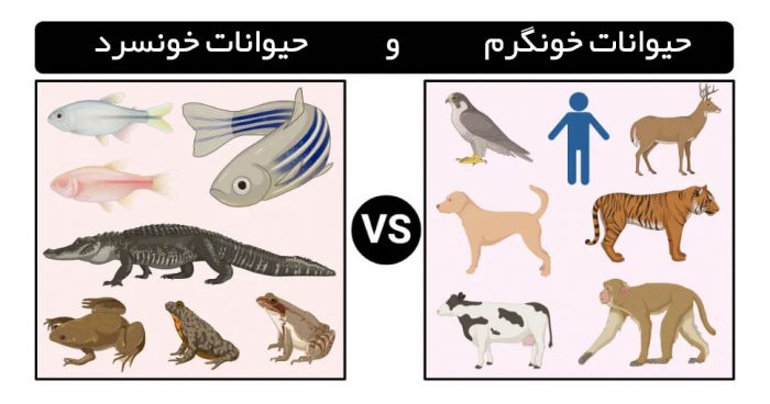 تفاوت حیوانات خونسرد و خونگرم