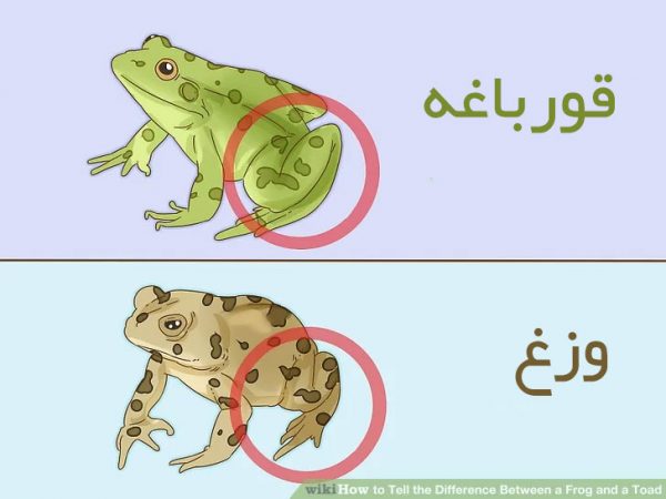 تفاوت بین قورباغه و وزغ