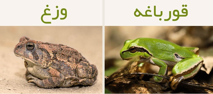 فرق قورباغه و وزغ