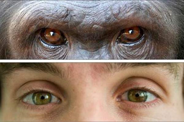 فرق بین میمون با انسان چیه؟