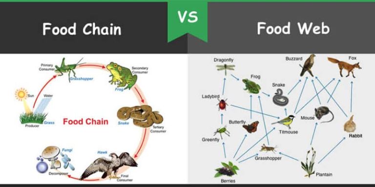 تفاوت زنجیره غذایی و شبکه غذایی چیه؟ » فرق بین همه چیز در دیفرتو