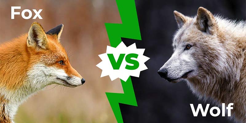 تفاوت گرگ و روباه چیه؟