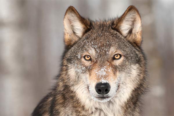 گونههای مختلف گرگ