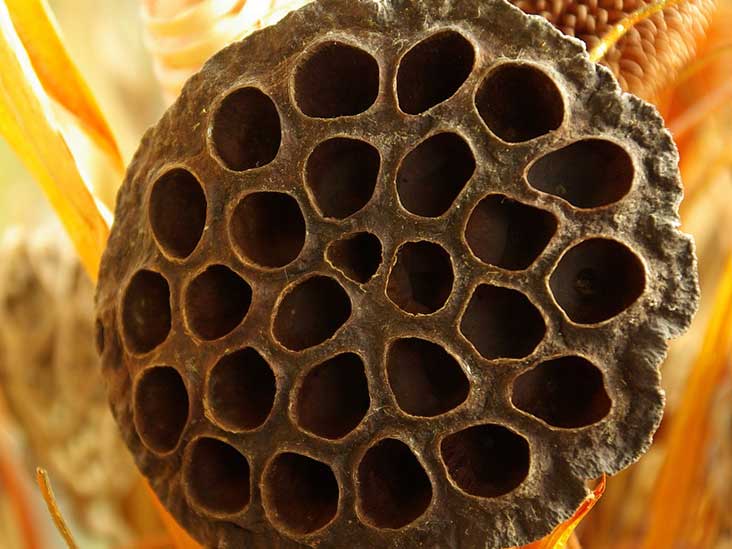 Trypophobia یا ترس از سوراخها