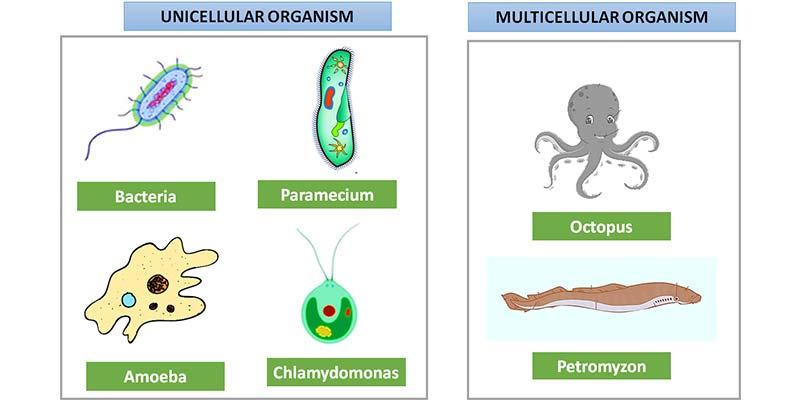 تفاوت موجودات تک سلولی و چند سلولی چیه؟