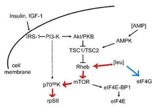 نقش BCAA توی عملکرد فیزیولوژیکی بدن چیه؟