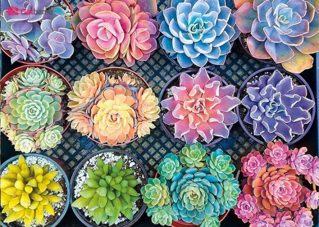 انواع ساکولنت