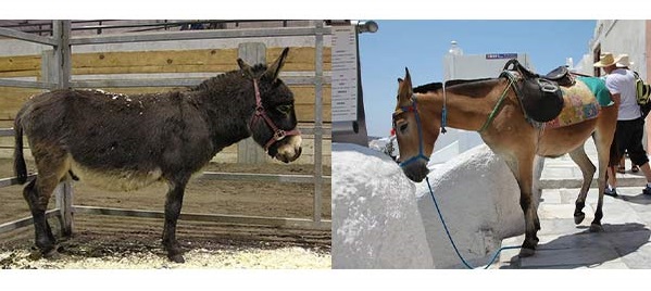 فرق بین قاطر و خر چیه؟