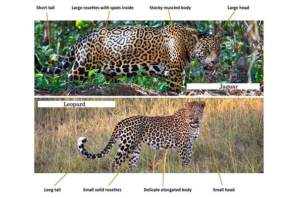 تفاوت ویژگی فیزیکی جگوار و پلنگ