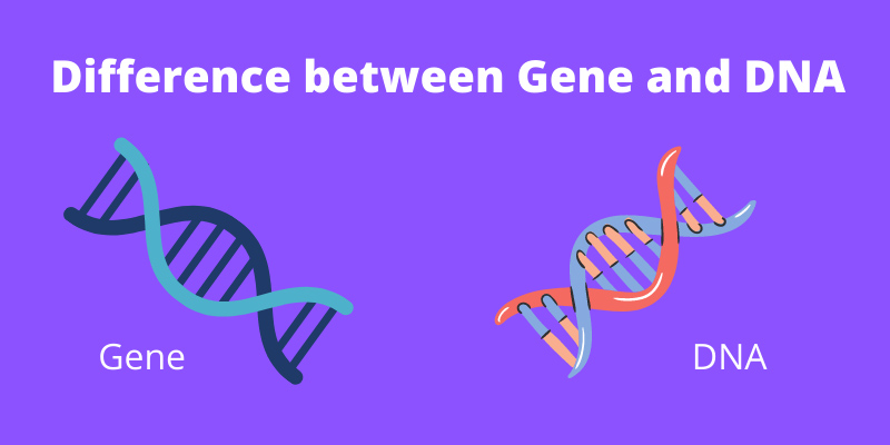 تفاوت ژن و DNA چیه؟