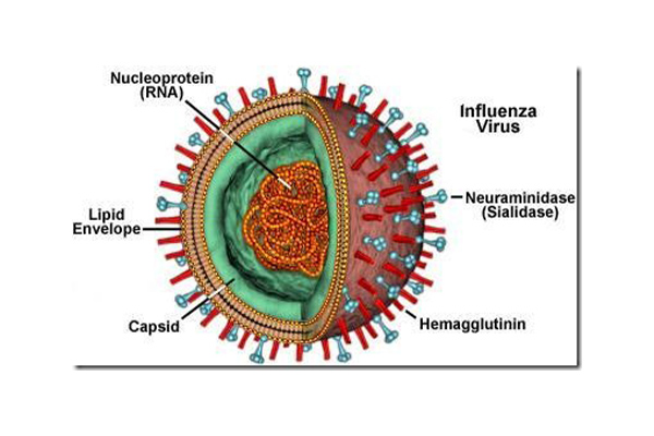 فرق بین ویروس گیاهی با ویروس حیوانی چیه؟