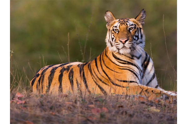 تفاوت ببر و پلنگ از نظر خصوصیات رفتاری و ظاهری